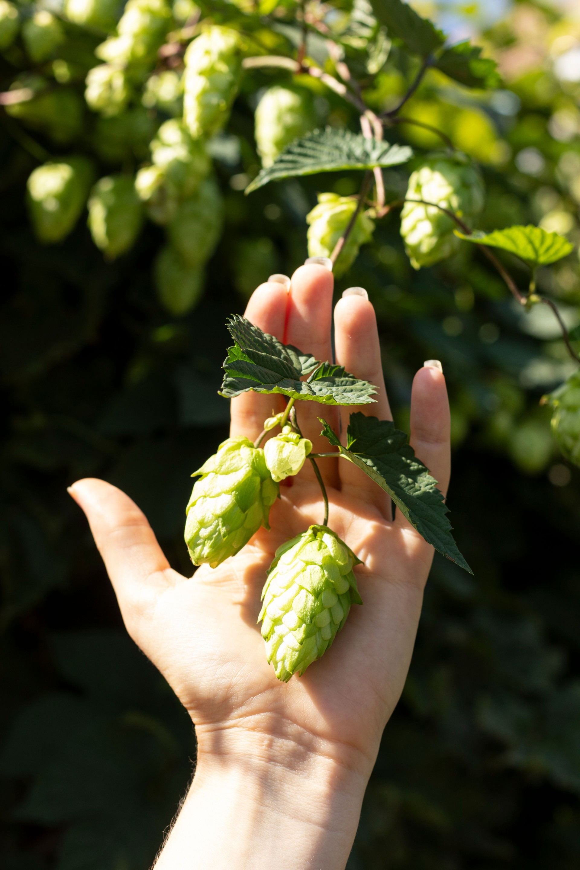 Harvest of hops.